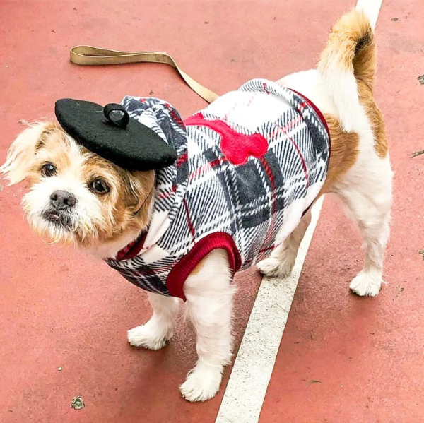 Dog Berets