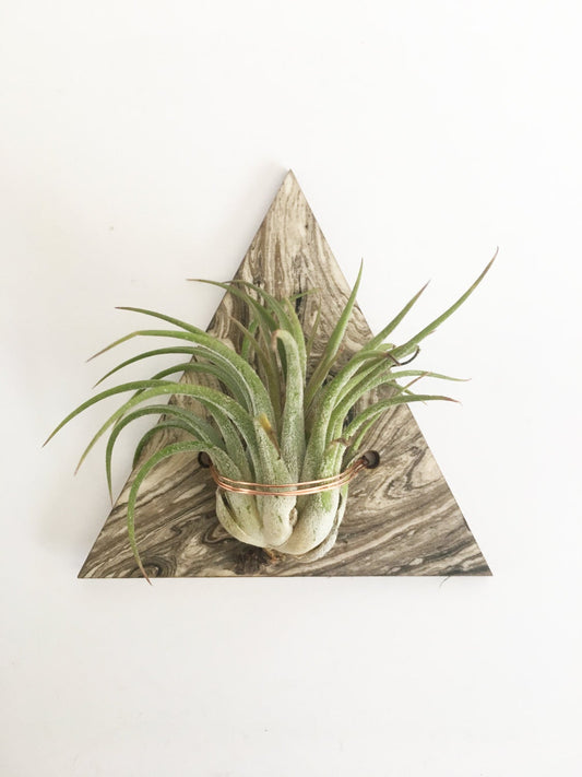 Marbled Air Plant Magnet (air plant sold separately)