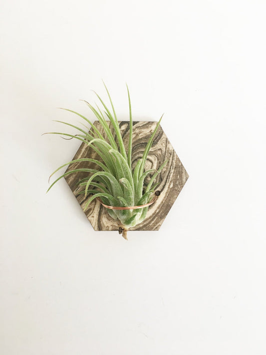 Marbled Air Plant Magnet (air plant sold separately)
