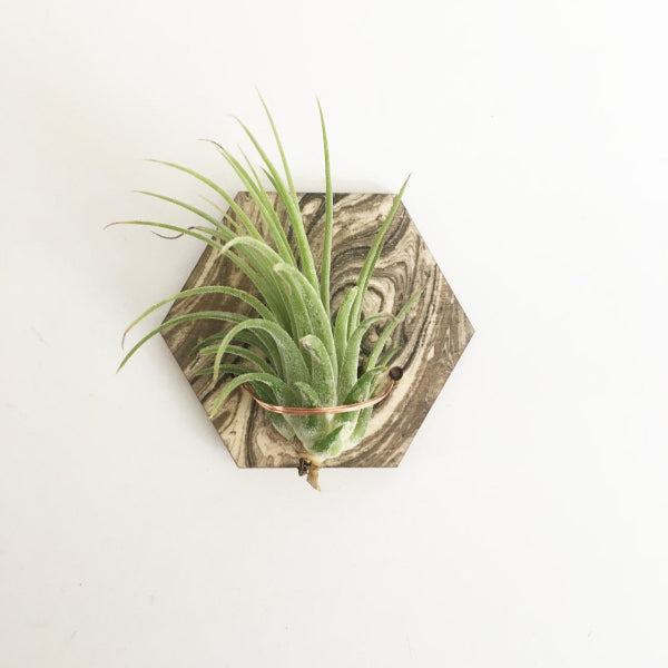 Marbled Air Plant Magnet