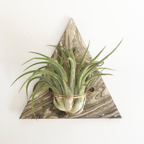 Marbled Air Plant Magnet